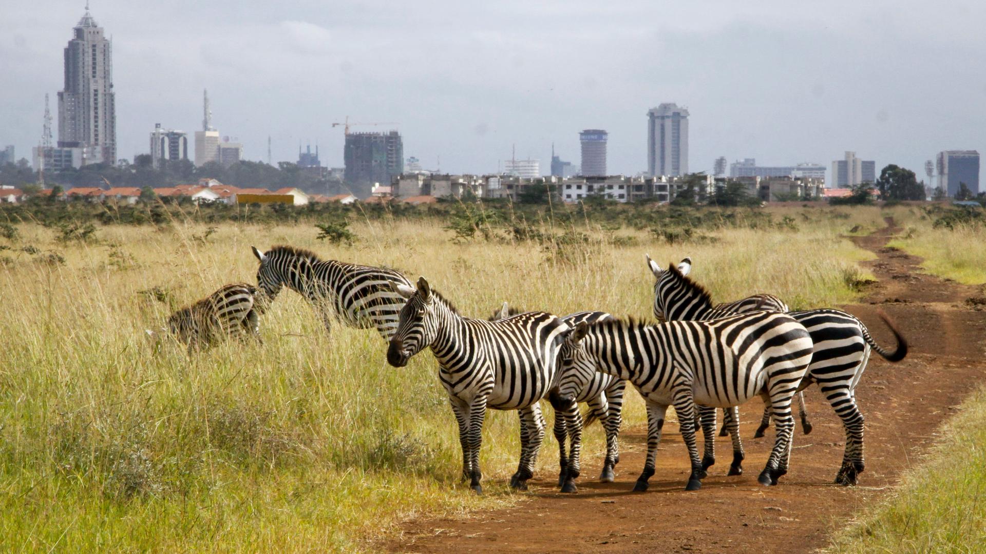 Skyline Nairobi  und Zebras im Vordergrund
