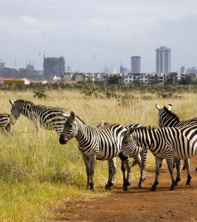 Skyline Nairobi  und Zebras im Vordergrund