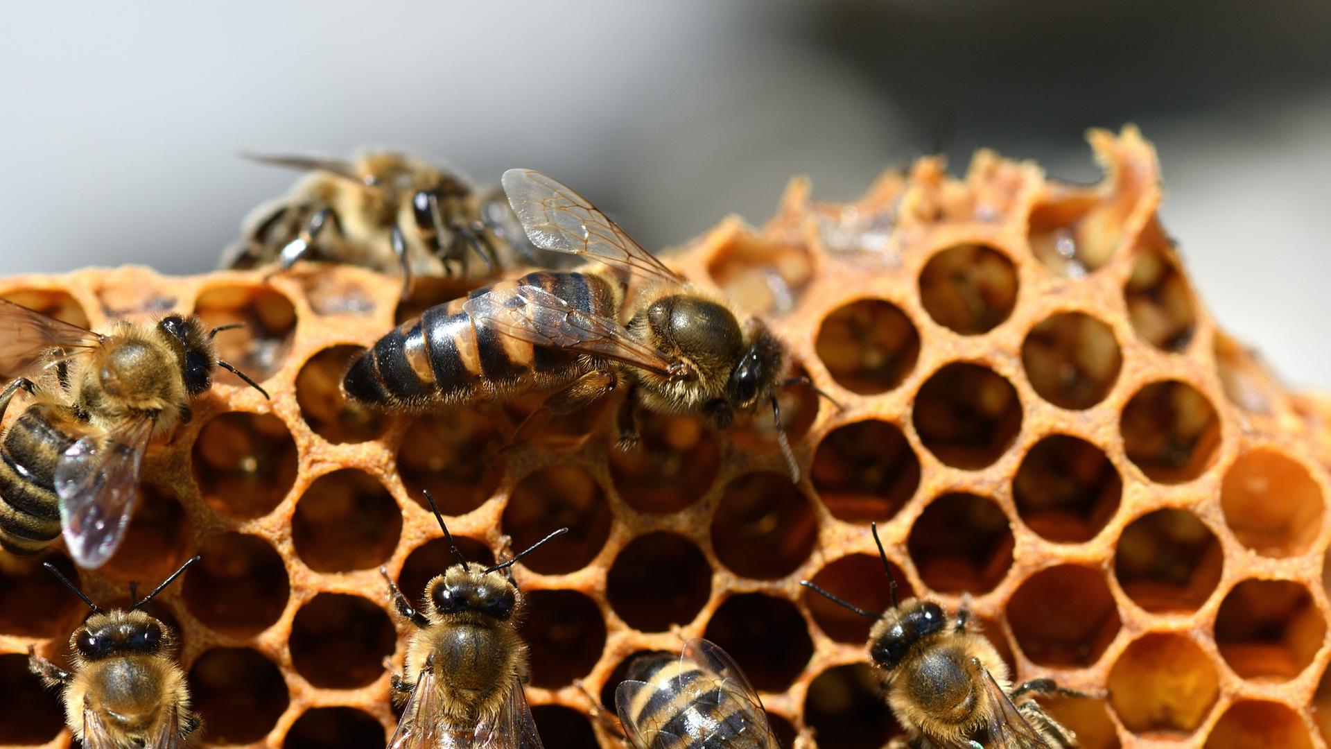 Honigbienen