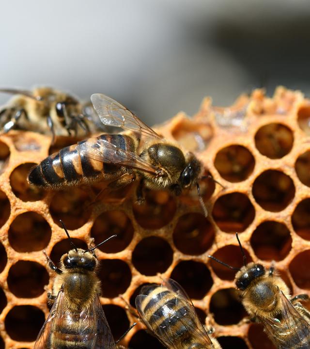 Honigbienen