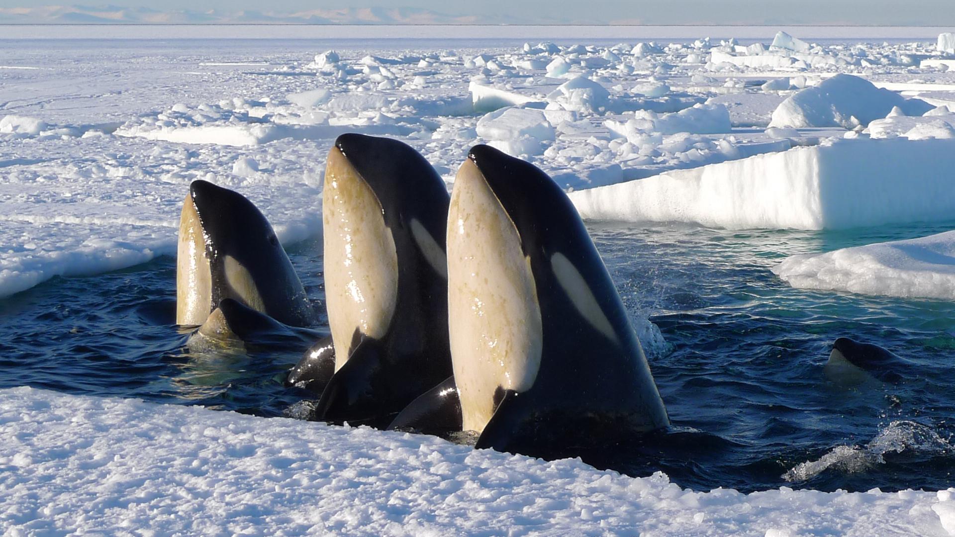 Drei Orcas schauen aus dem Eis