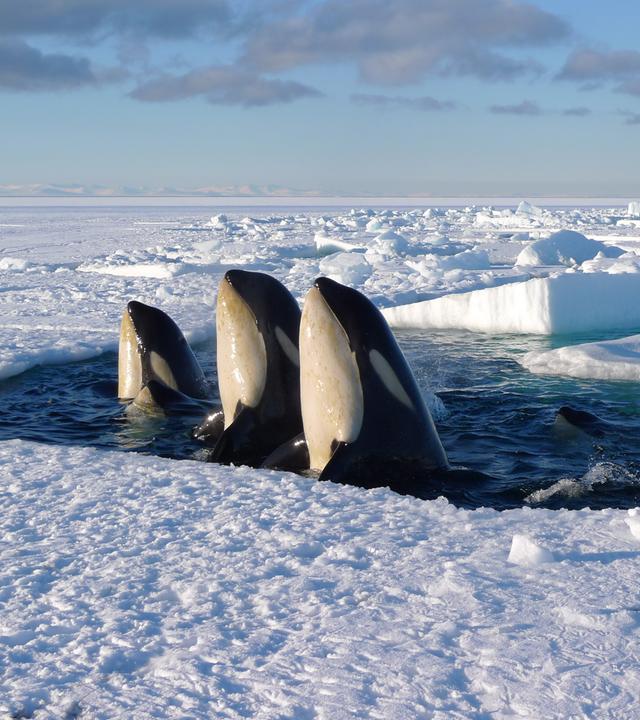 Drei Orcas schauen aus dem Eis