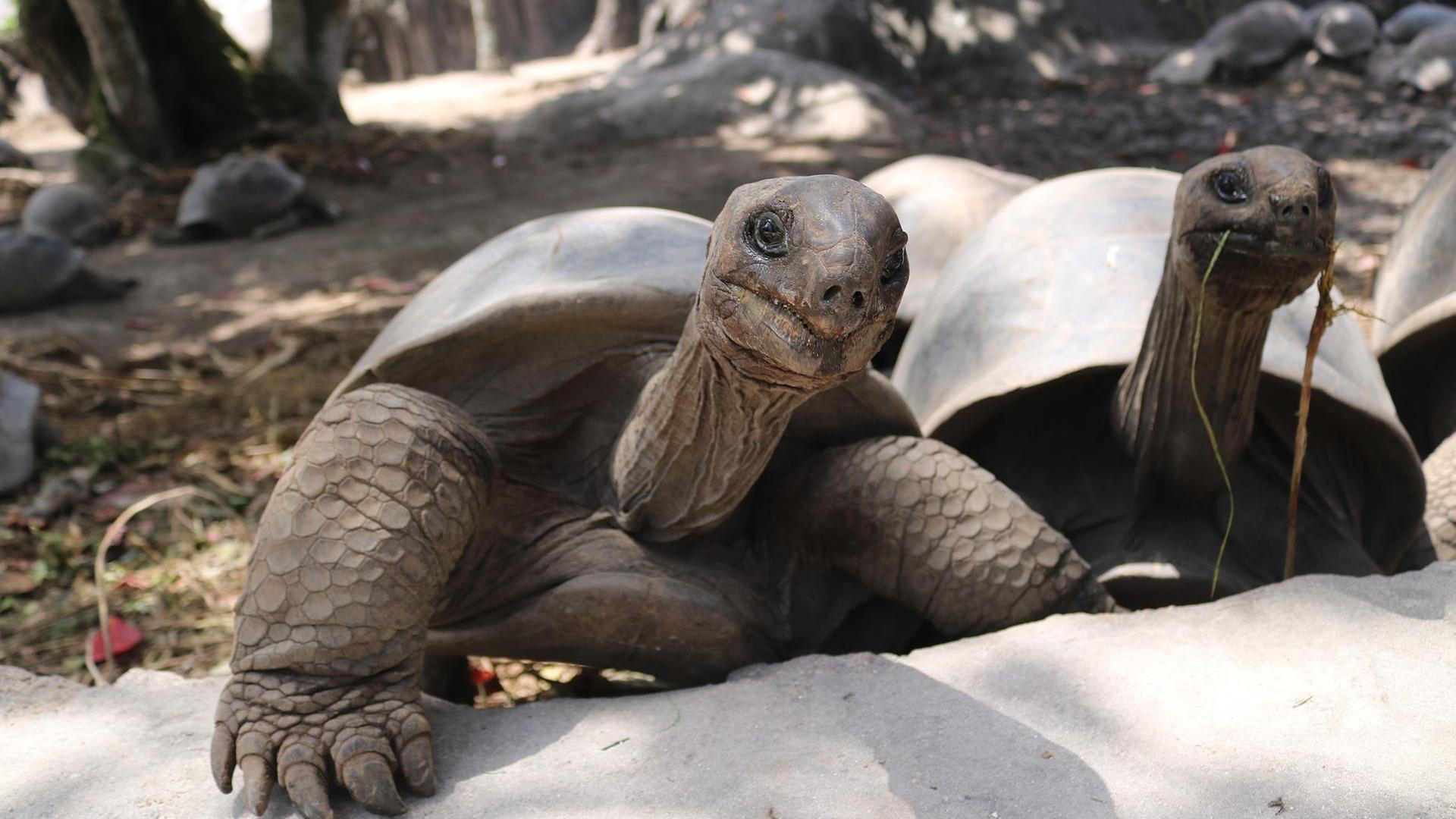 Zwei Schildkröten von vorn, eng nebeneinander
