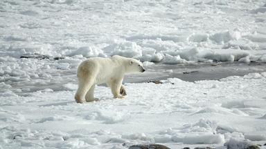 Nano - Nano Vom 13. Juni 2022: Arktis - Droht Ein Konflikt Um Rohstoffe?