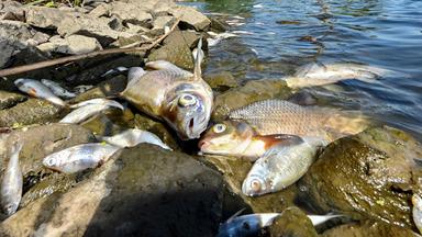 Nano - Nano Vom 22. August 2022: Rätselhaftes Fischsterben In Der Oder