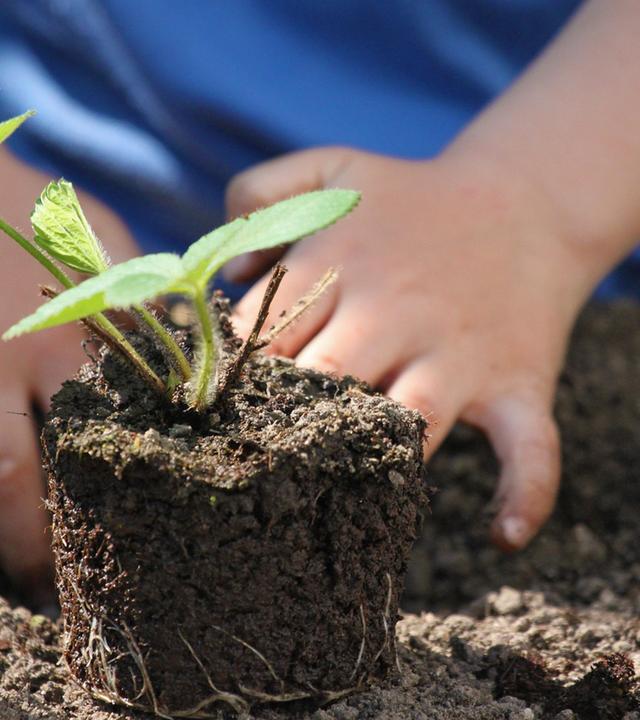 Kleine Pflanze mit Gartenerde
