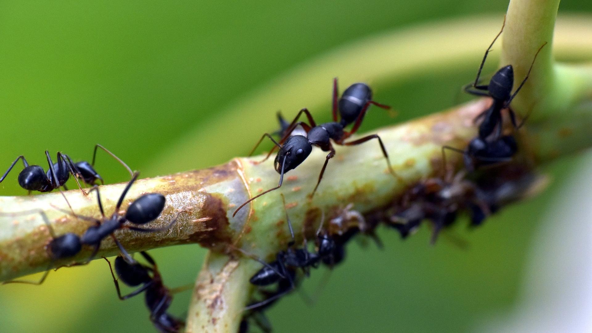 Ameisen auf einem Ast