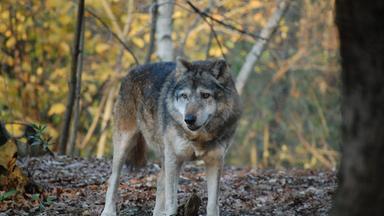 Nano - Nano Vom 24. Oktober 2022: Der Wolf Ist Zurück In Unseren Wäldern