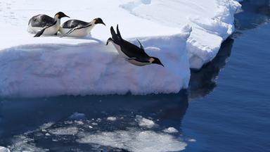 Nano - Nano Vom 25. Oktober 2022: Wie Bedroht Ist Die Vielfalt Der Antarktis?