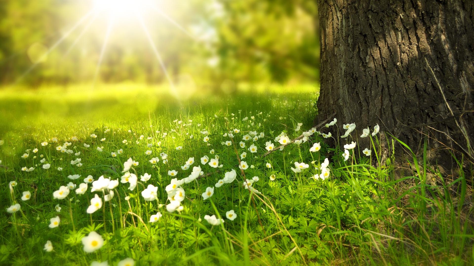 Wiese mit Blumen im Vordergund, im HIntergrund ein LIchtstrahl