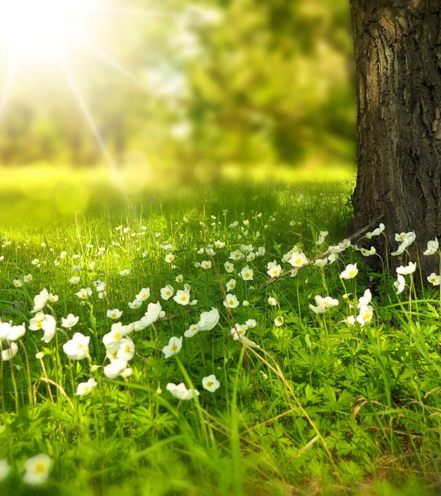 Wiese mit Blumen im Vordergund, im HIntergrund ein LIchtstrahl