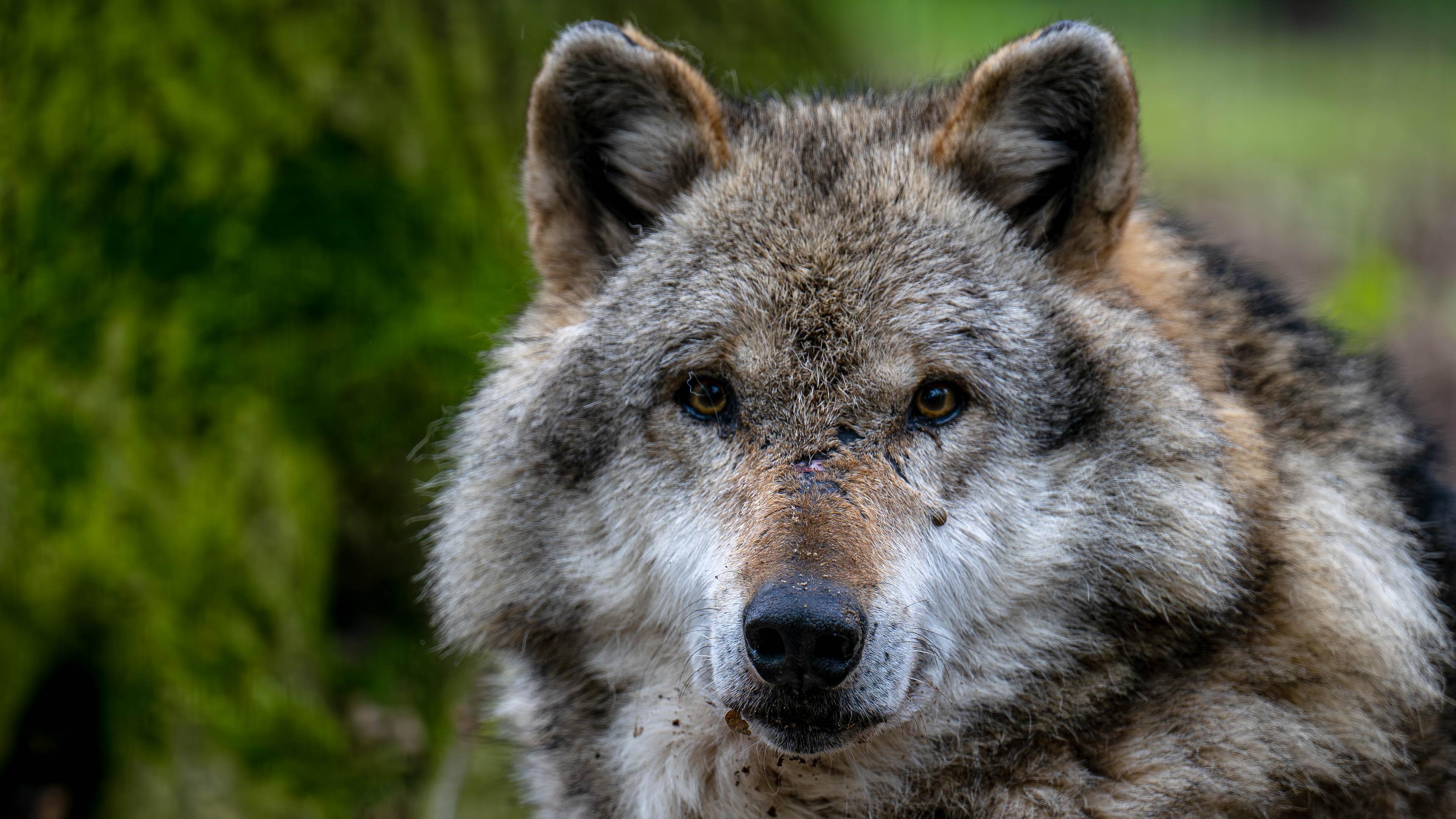 Reizthema: Wolf -  weiterhin ein Politikum 