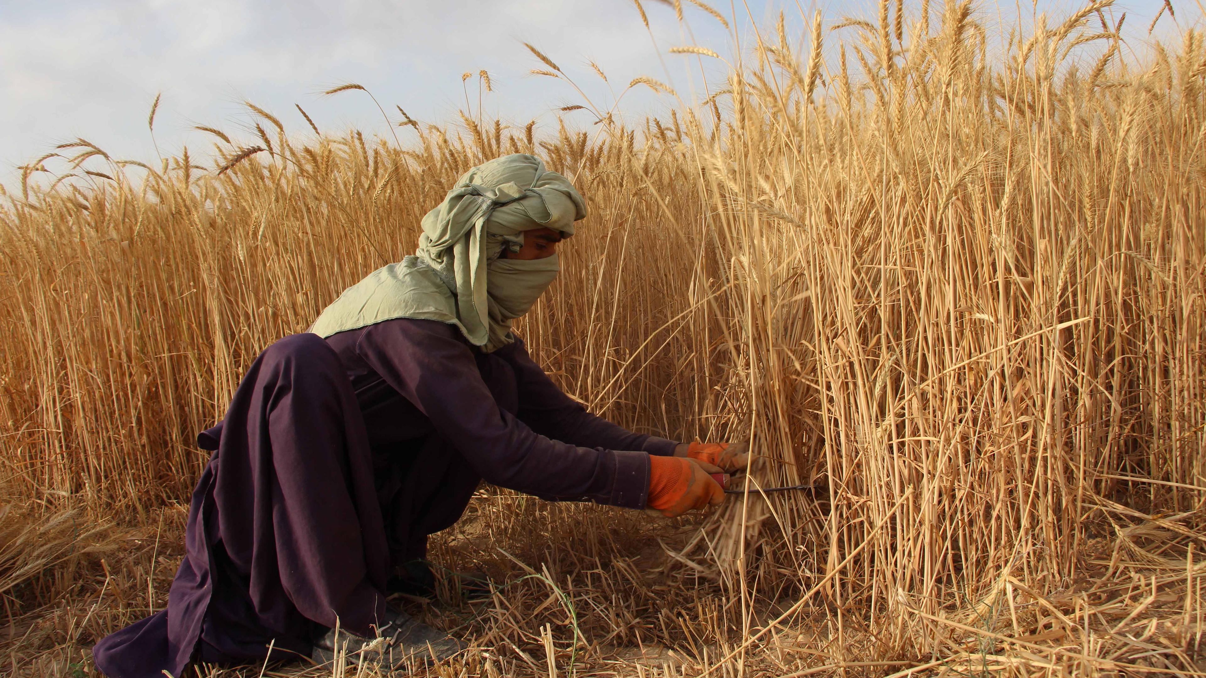 17.05.2023, Kandahar, Afghanistan: Ein afghanischer Landwirt auf einem Weizenfeld.