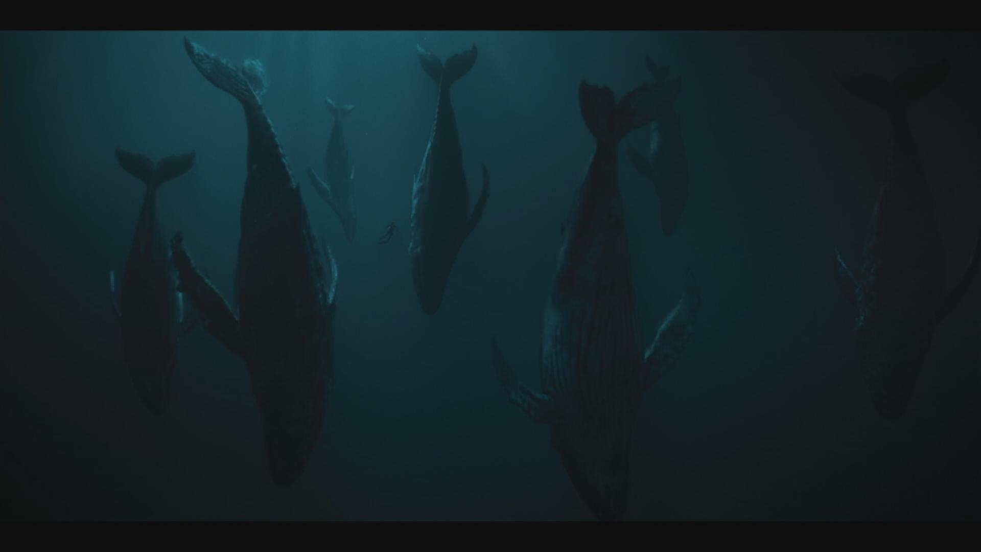 Wale schwimmen unter Wasser