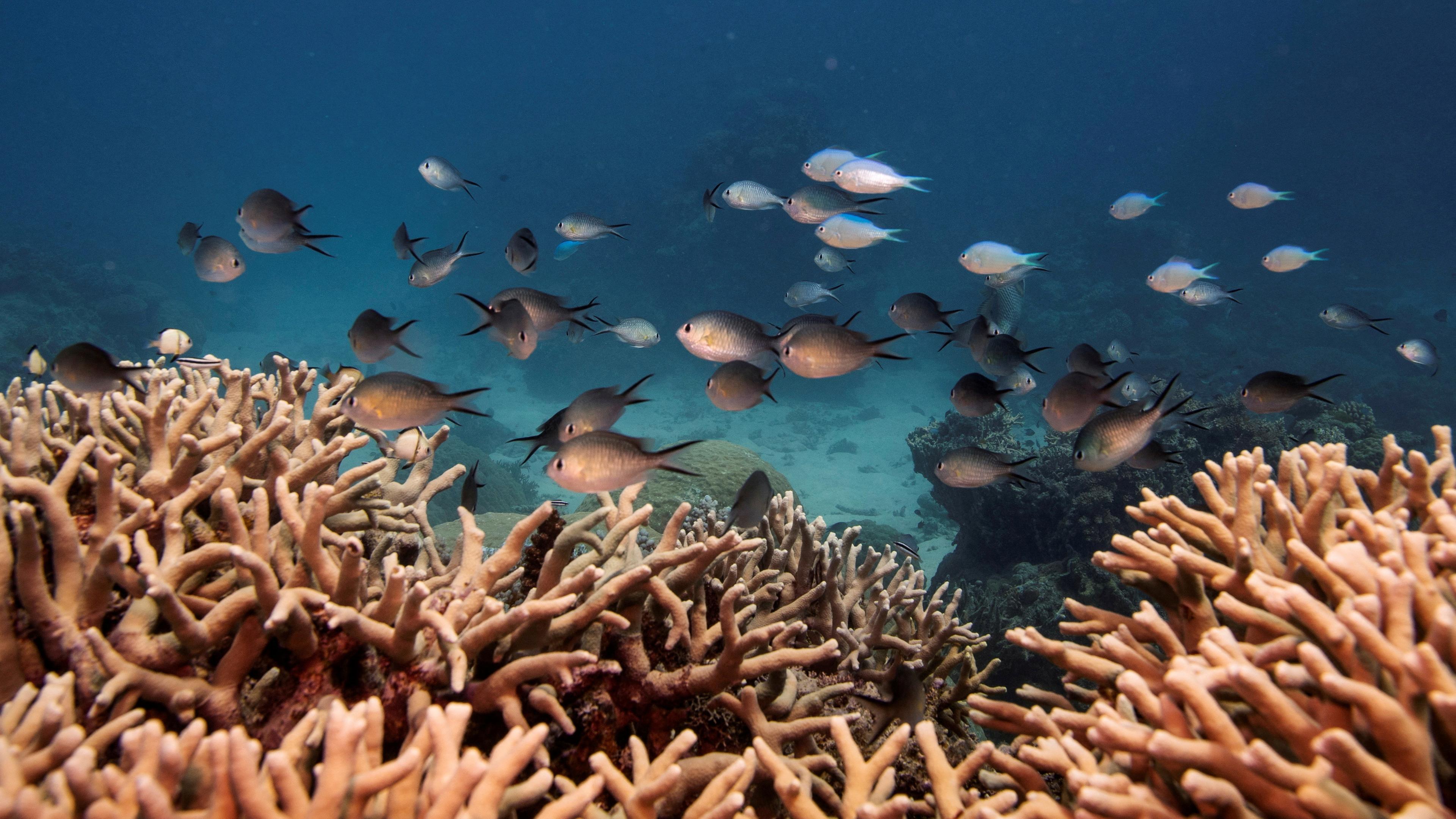  Korallen von Australien - Das Great Barrier Reef