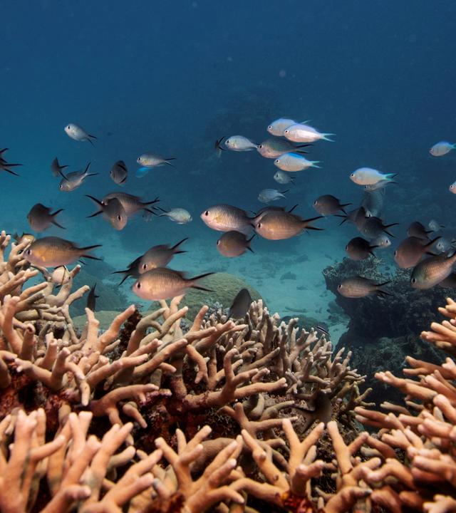  Korallen von Australien - Das Great Barrier Reef