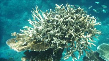Nano - Nano Vom 19.4.2023: Weltnaturerbe Great Barrier Reef Gefährdet