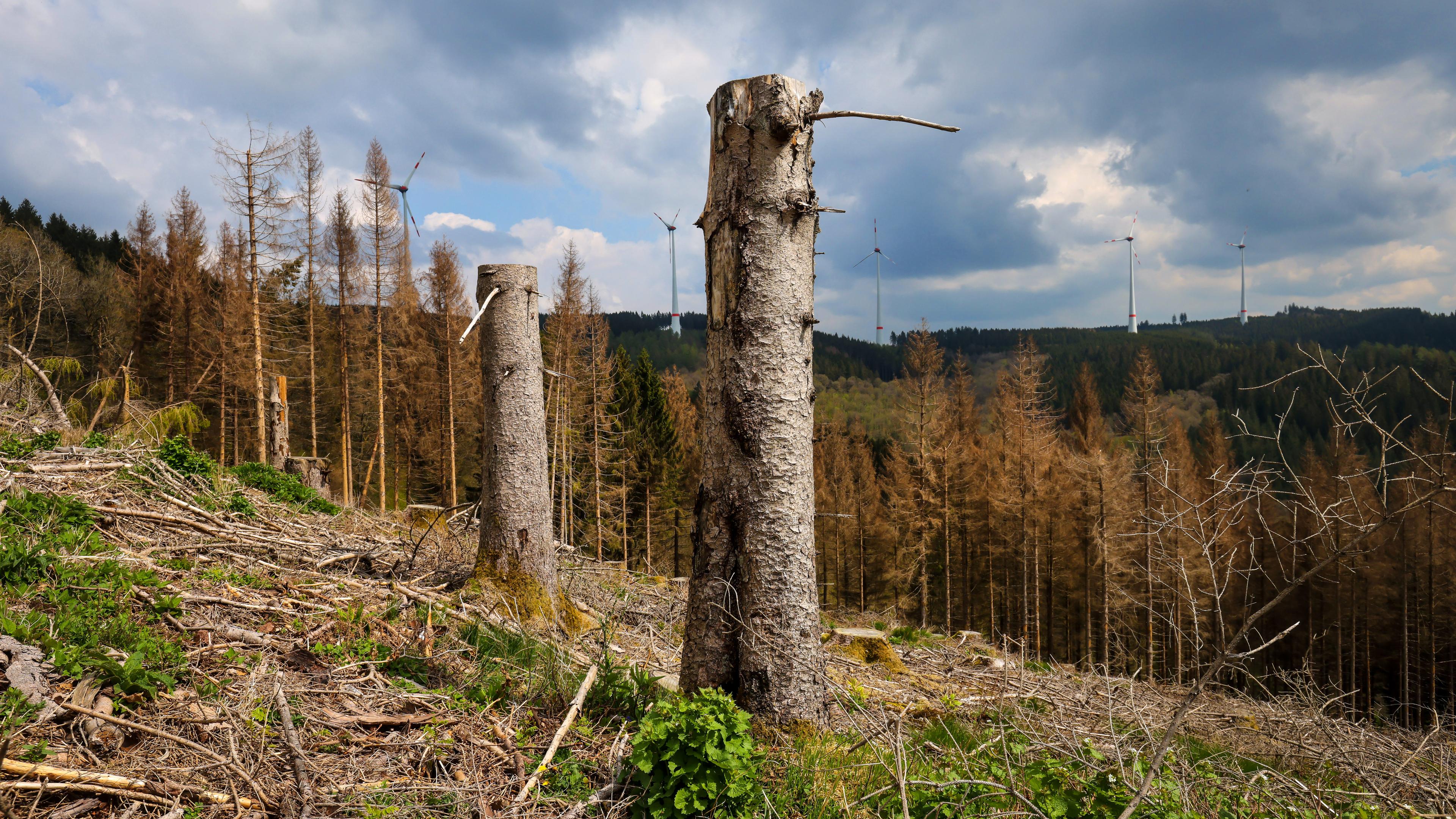 Sterbender Wald im Sauerland
