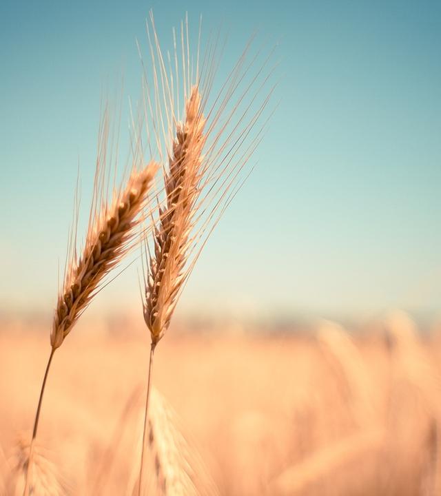 Zwei Weizenähren - verschwommen in Hintergund ein Weizenfeld