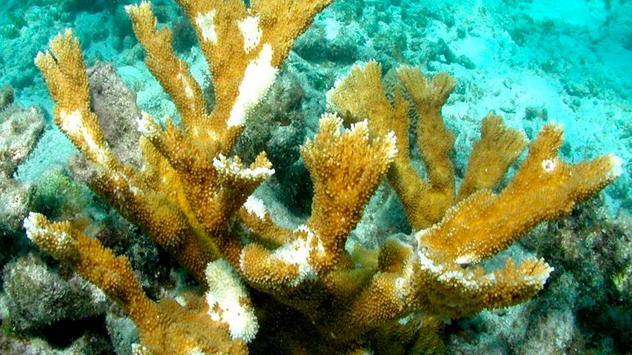 Coral bleaching in Florida