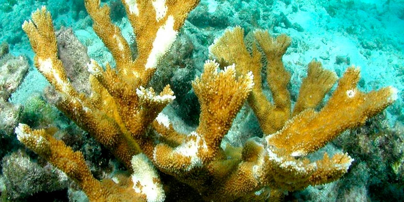 Korallenbleich in Florida