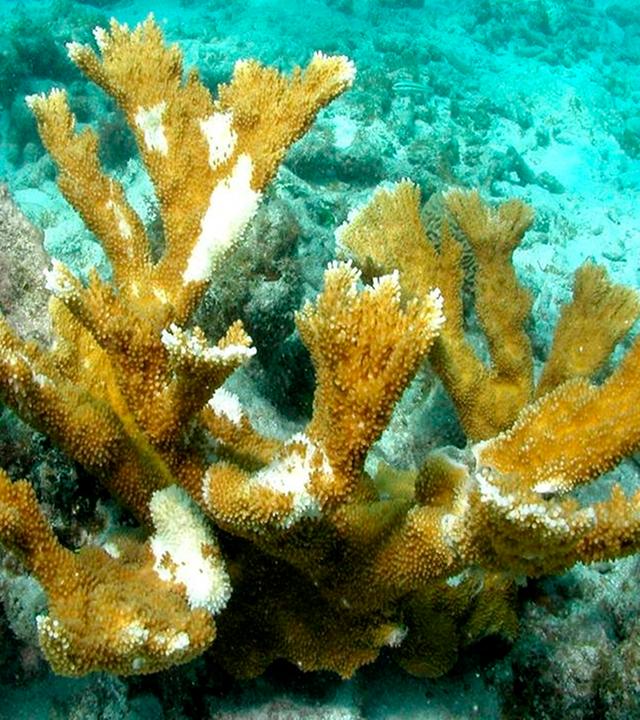 Korallenbleich in Florida