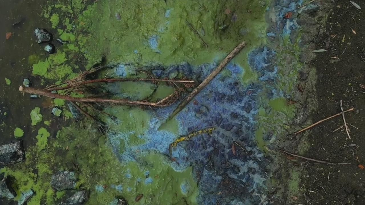 Nordirland Lough Neagh erstickt im Algenschleim ZDFheute