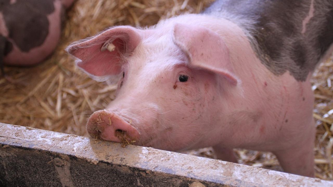Schweine in einem Stall