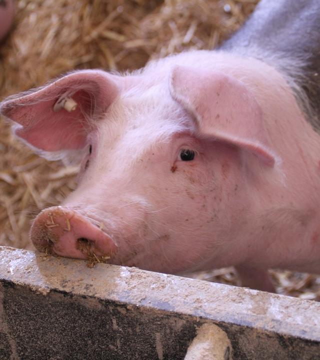 Schweine in einem Stall