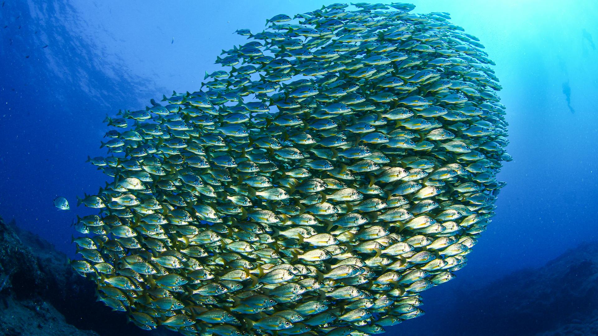 Fischschwarm bildet ein farbenträchtiges Rund