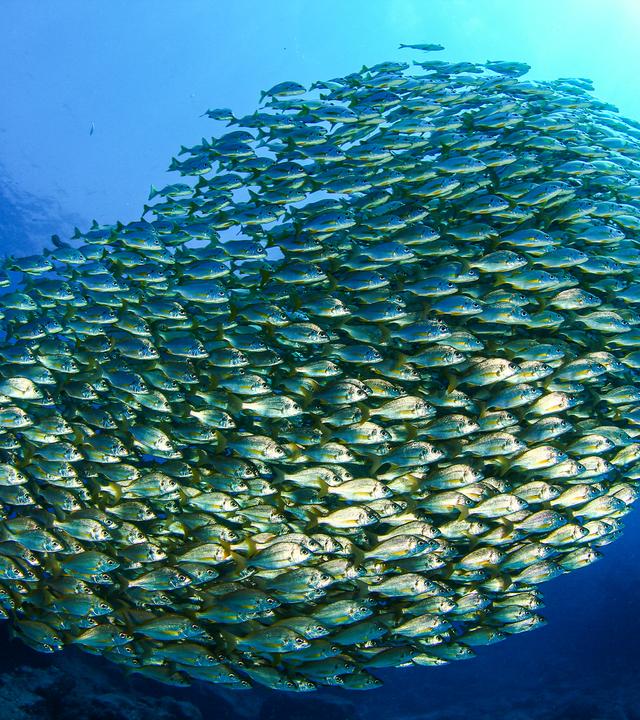 Fischschwarm bildet ein farbenträchtiges Rund