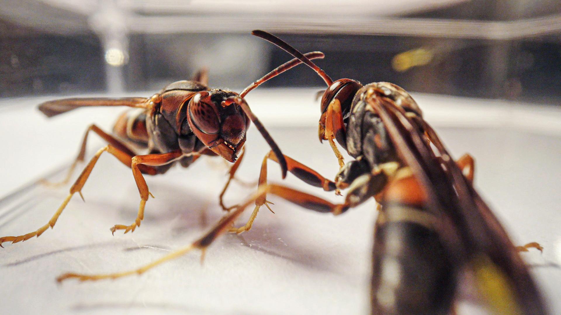 Zwei Papierwespen stehen sich bedrohlich gegenüber.