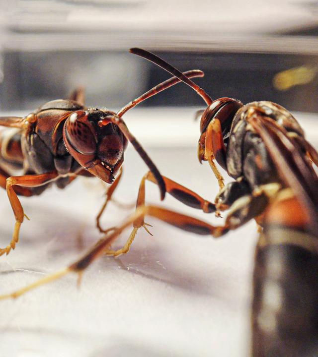 Zwei Papierwespen stehen sich bedrohlich gegenüber.