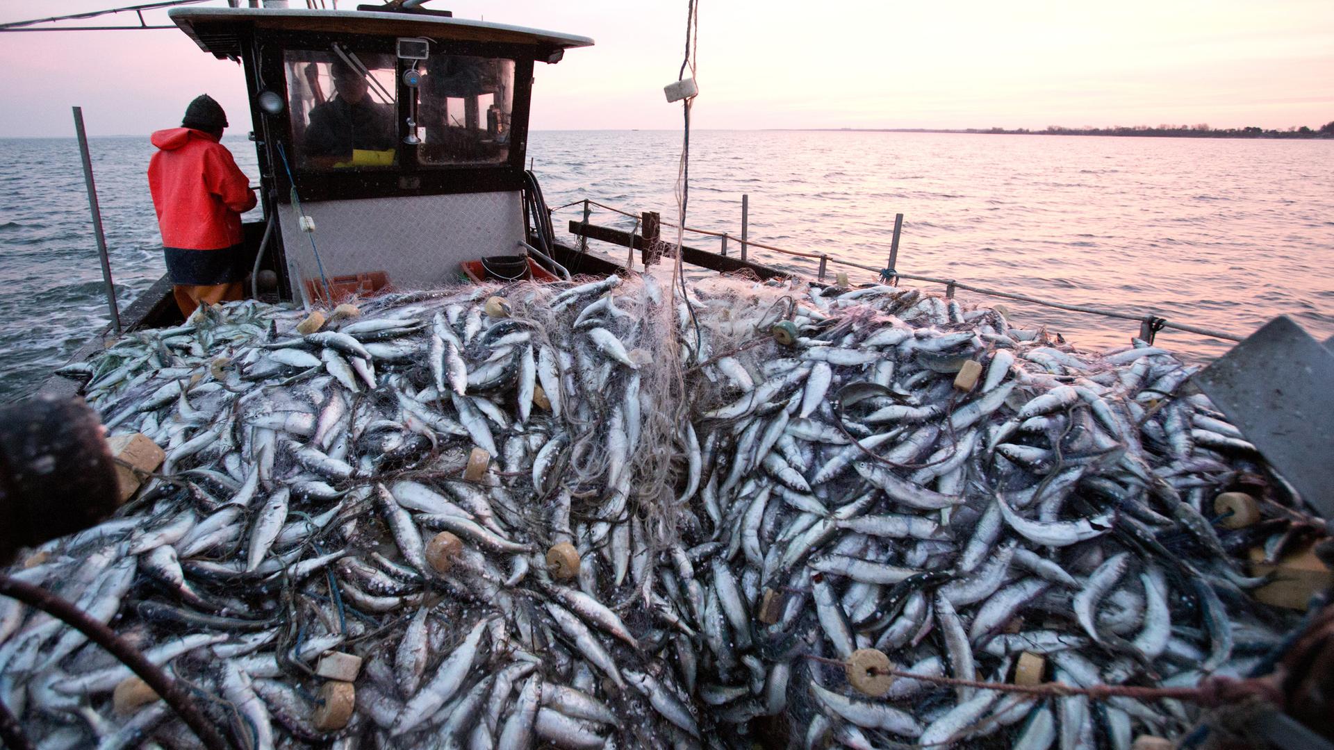 Fisch im Fischkutter