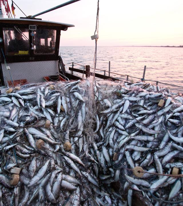 Fisch im Fischkutter