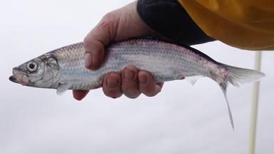 Nano - überfischung In Der Ostsee: Das Schicksal Von Hering Und Dorsch