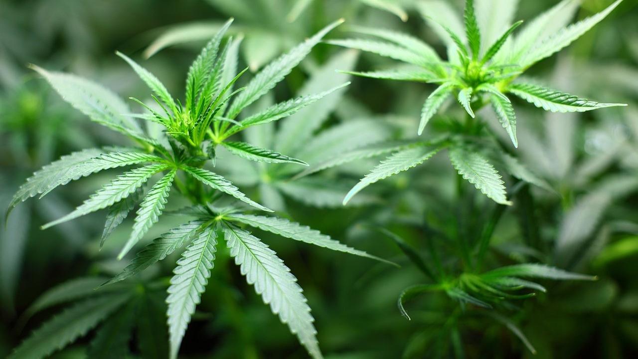 Cannabislegalisierung kommt zum 1. April