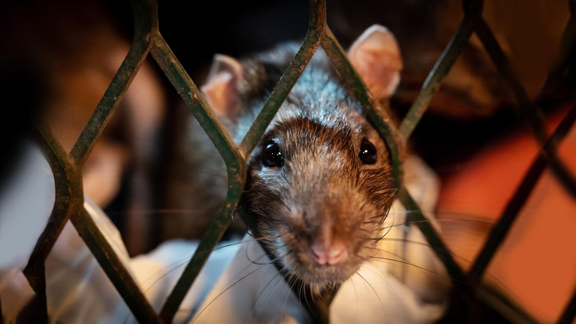  Eine braune Ratte taucht aus einem städtischen Buffet auf - städtische Abfallkörbe