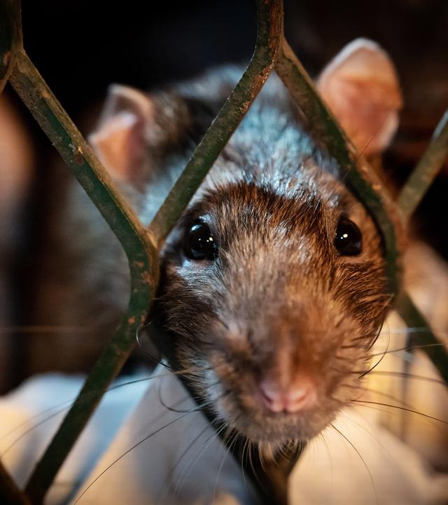  Eine braune Ratte taucht aus einem städtischen Buffet auf - städtische Abfallkörbe