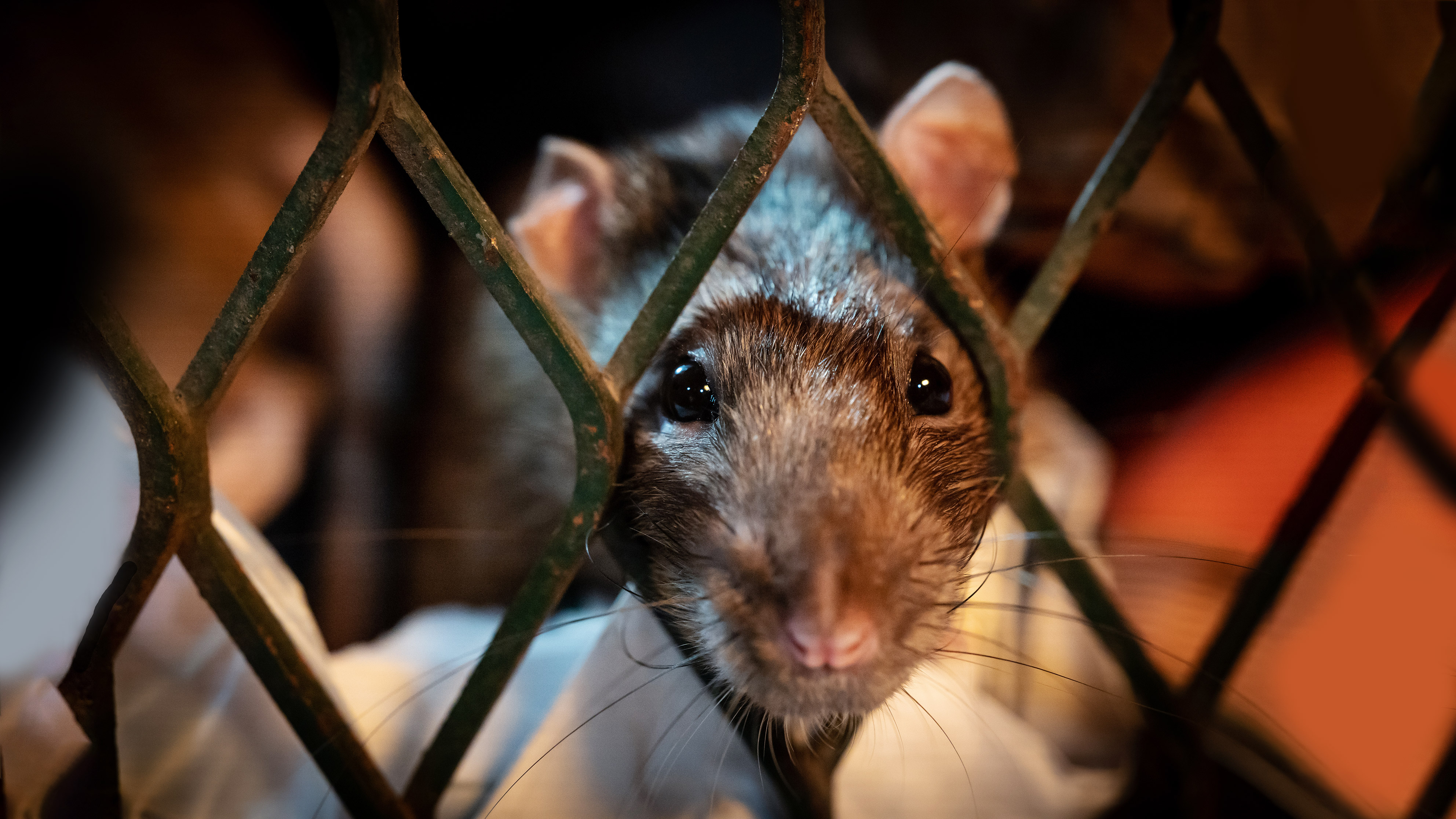 Das erstaunliche Leben der Ratten