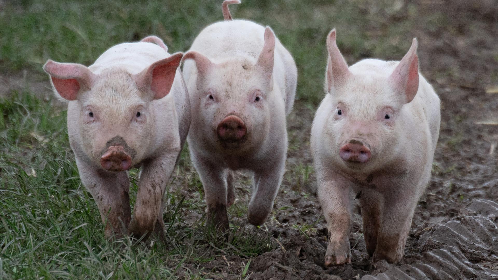 Ferkel laufen durch den Matsch