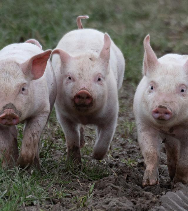 Ferkel laufen durch den Matsch
