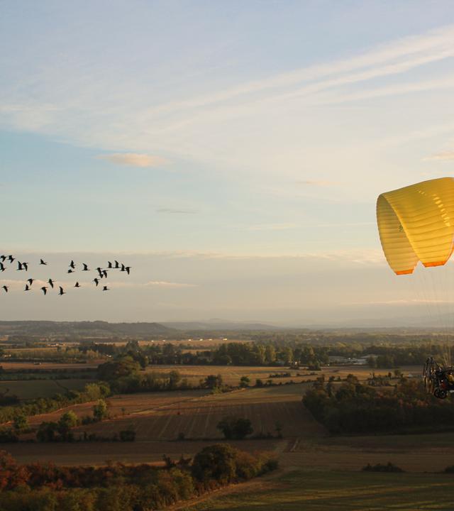 Waldrappe auf begleitetem Vogelzug