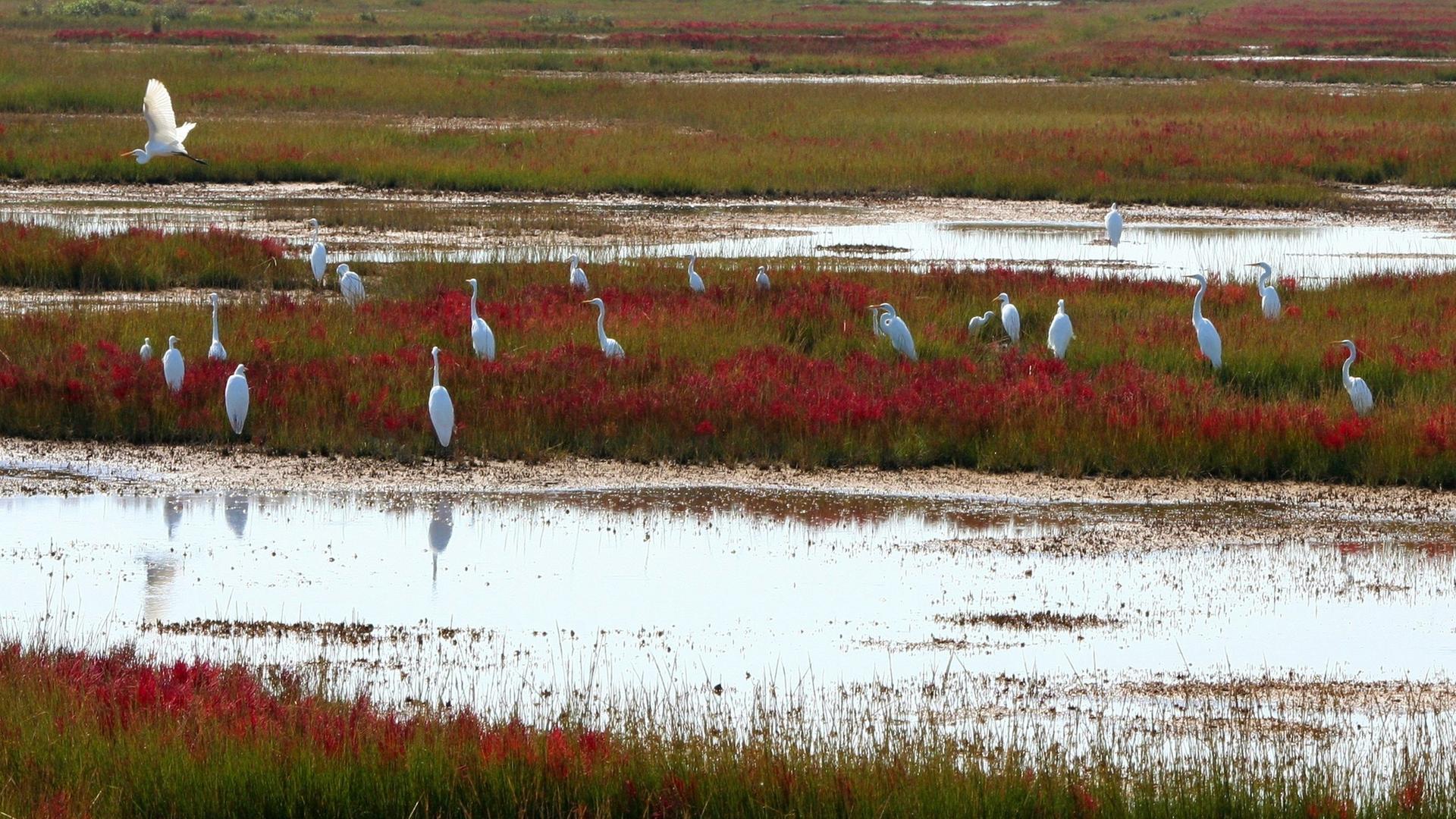 Moorlandschaft mit Vögeln