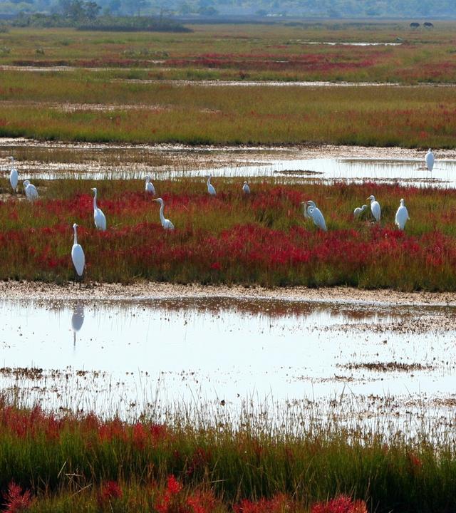 Moorlandschaft mit Vögeln