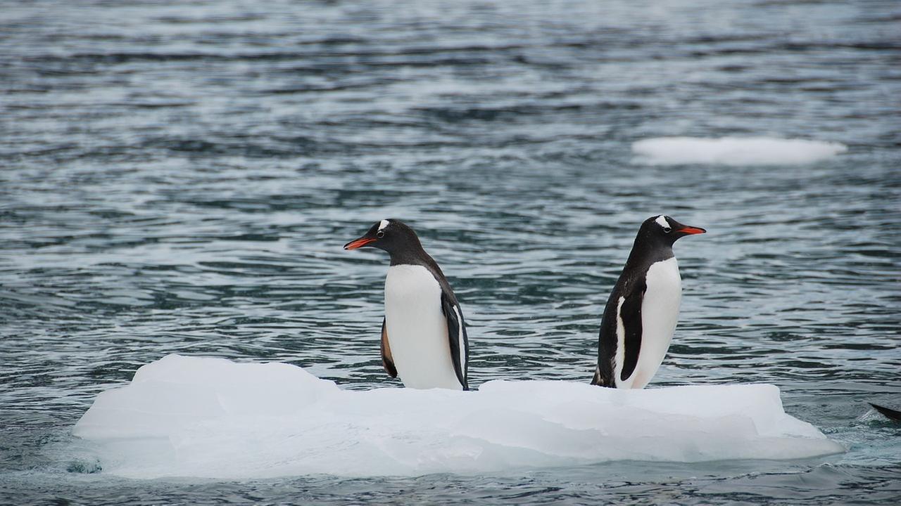 Pinguine in der Antarktis