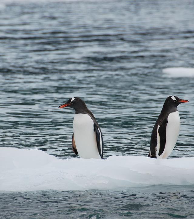 Pinguine in der Antarktis