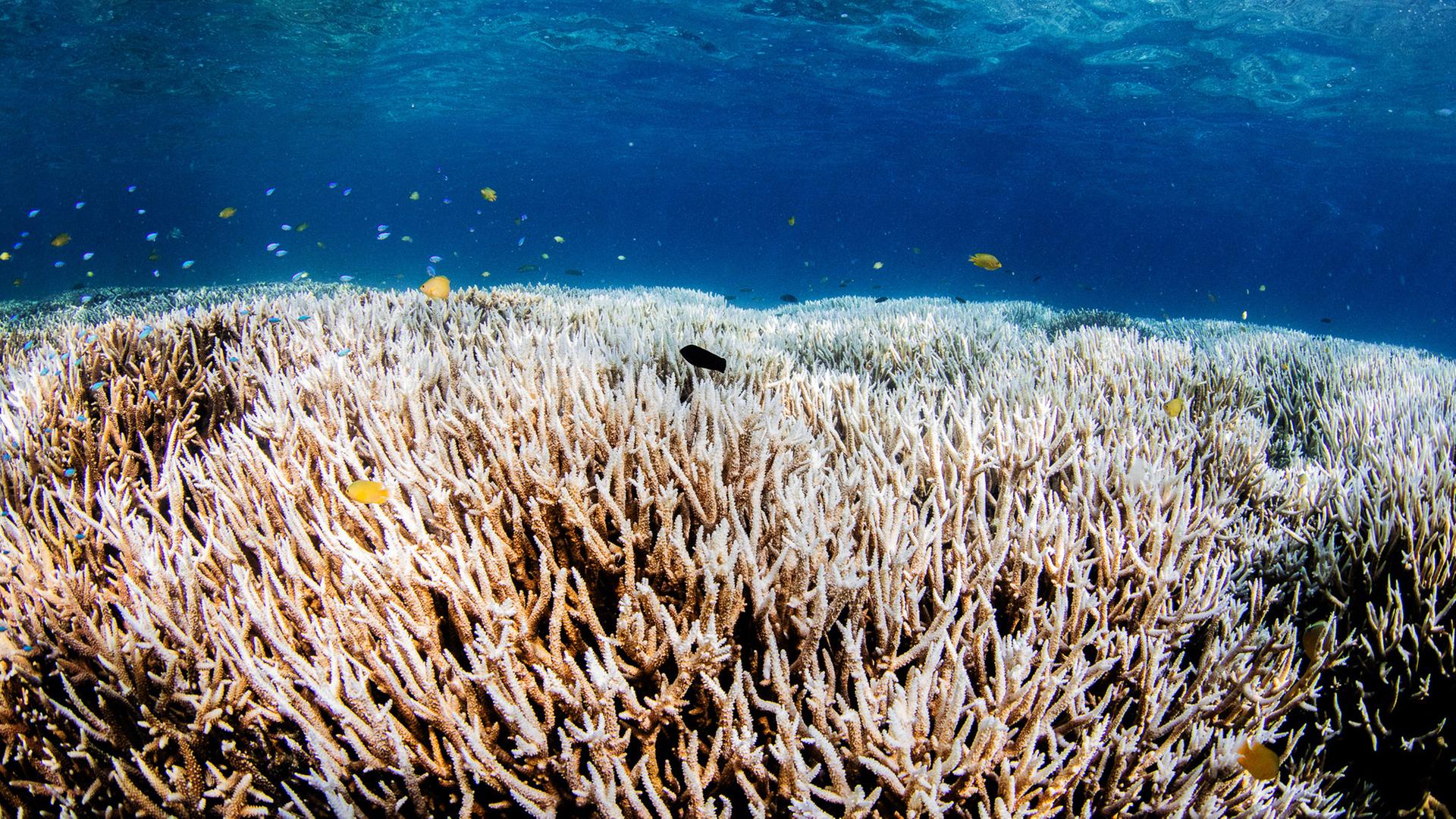 Korallenbleiche 