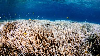 Nano - Nano Vom 17.4.2024: Korallenbleiche Gefährdet Great Barrier Reef