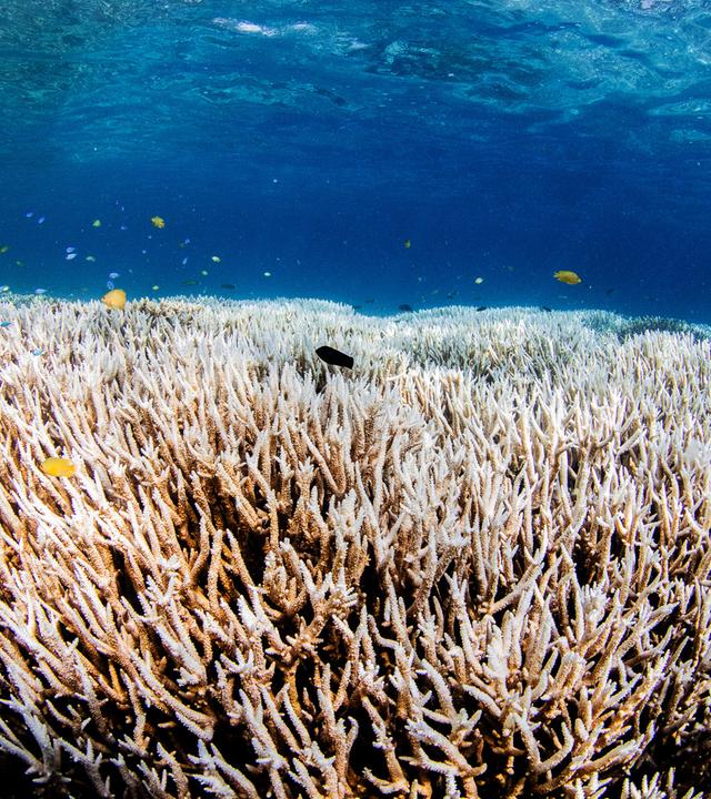 Korallenbleiche 
